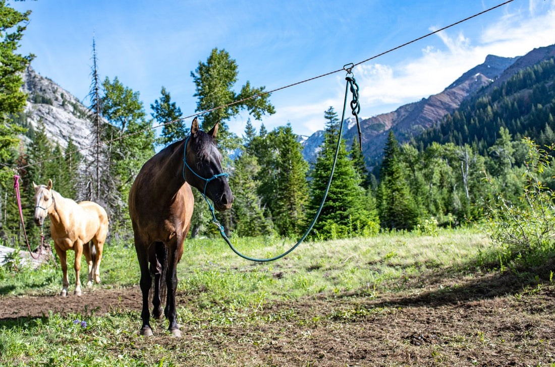 Highlining a Horse or Mule | Outfitters Supply