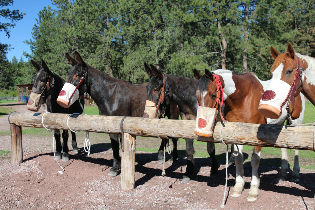 Feeding Horses and Mules in the Backcountry