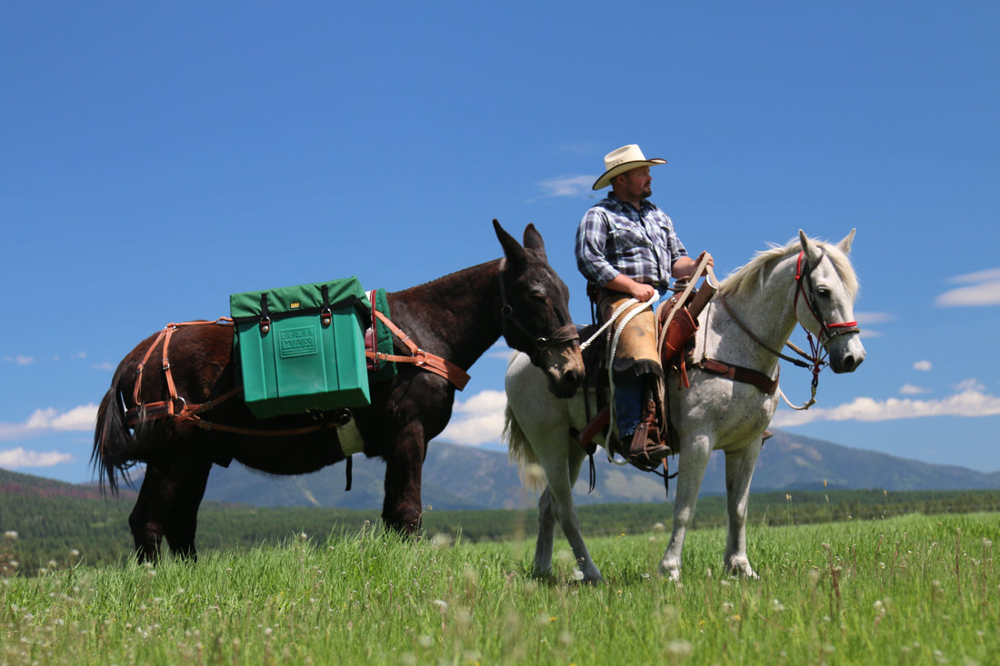 Should I Pack Horses or Pack Mules?