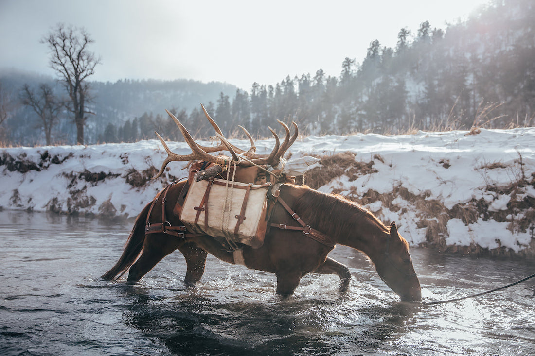 How much water does my trail horse or mule need?