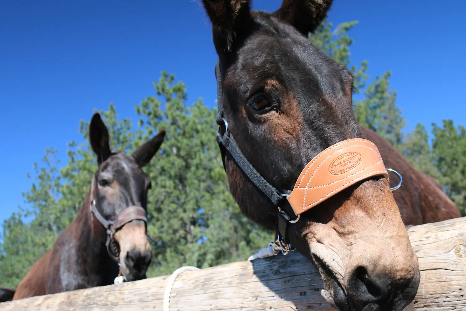2 mules standing behind a fence, both wearing Outfitters Supply mule halters with leather nosebands