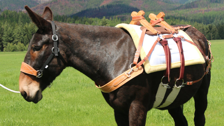 mule with pack saddle pad and sawbuck