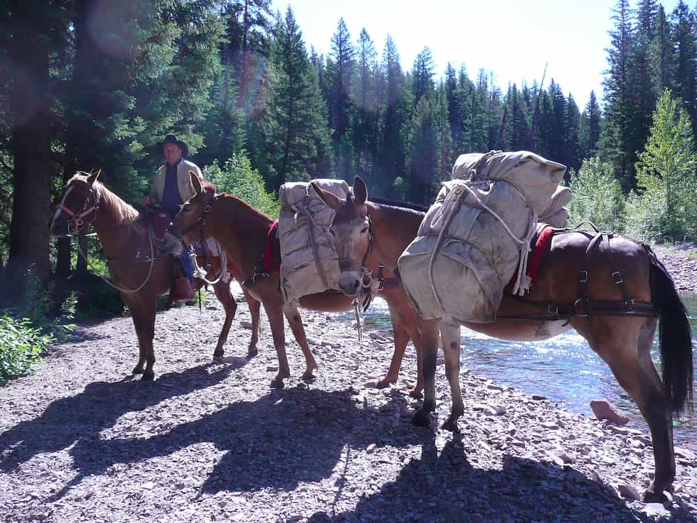 Man on horse and 2 mules with mantied loads