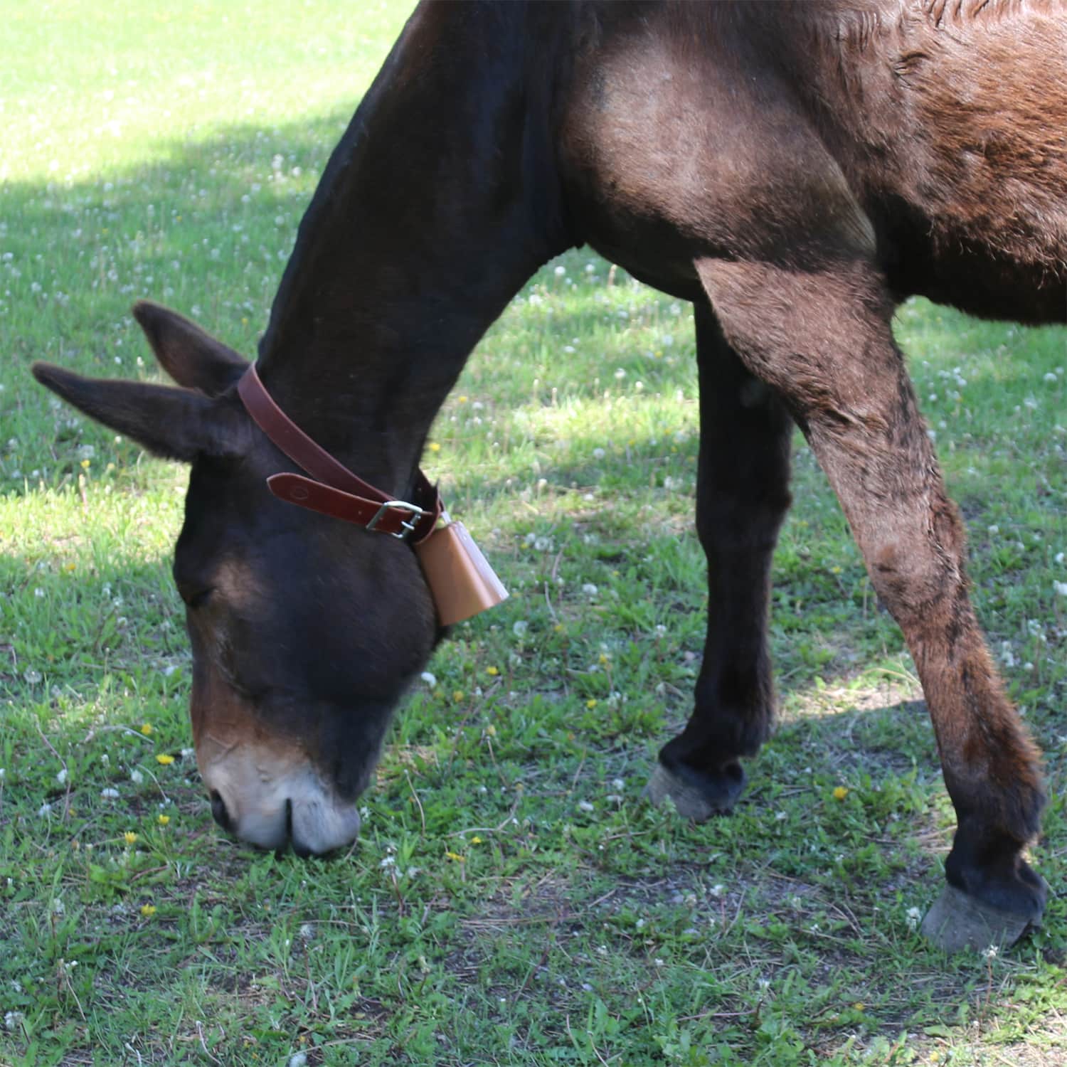 Closeup of mule with leather strap and copper colored Kentucky style horse bell around its neck