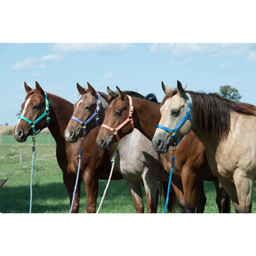 Weaver 1" Average Horse Adjustable Basic Halter (Multiple Colors)