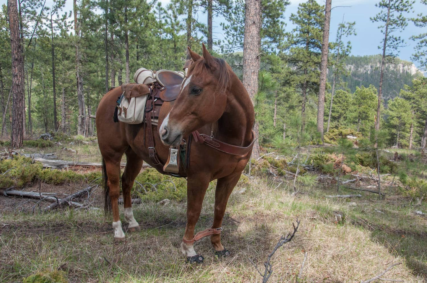 Brown horse with canvas saddlebags on saddle, standing in a wooded area
