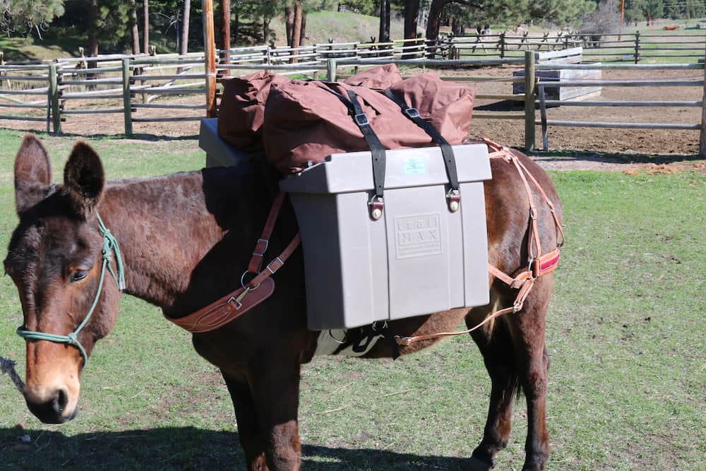 Mule standing with a set of hard sided panniers and a TrailMax H-Style Top Pack on top