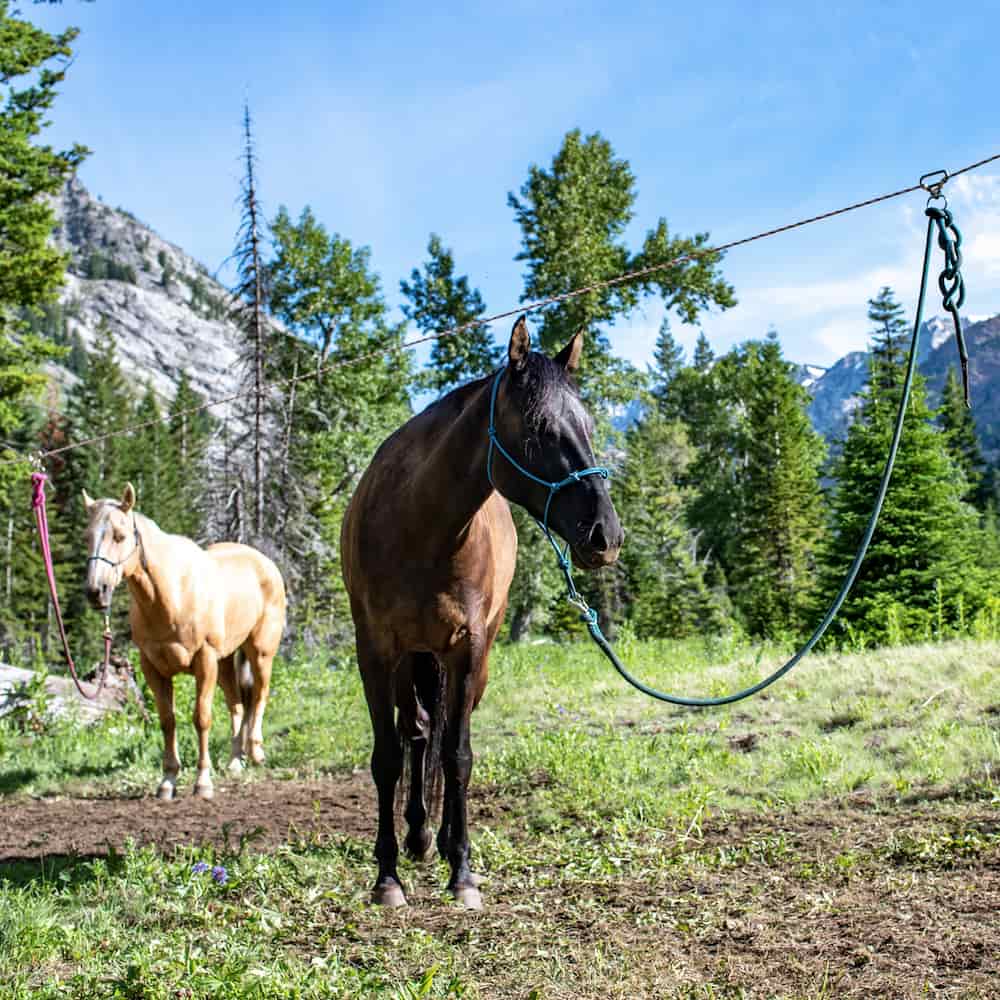 Two horses attached with lead ropes to a highline rope strung above them