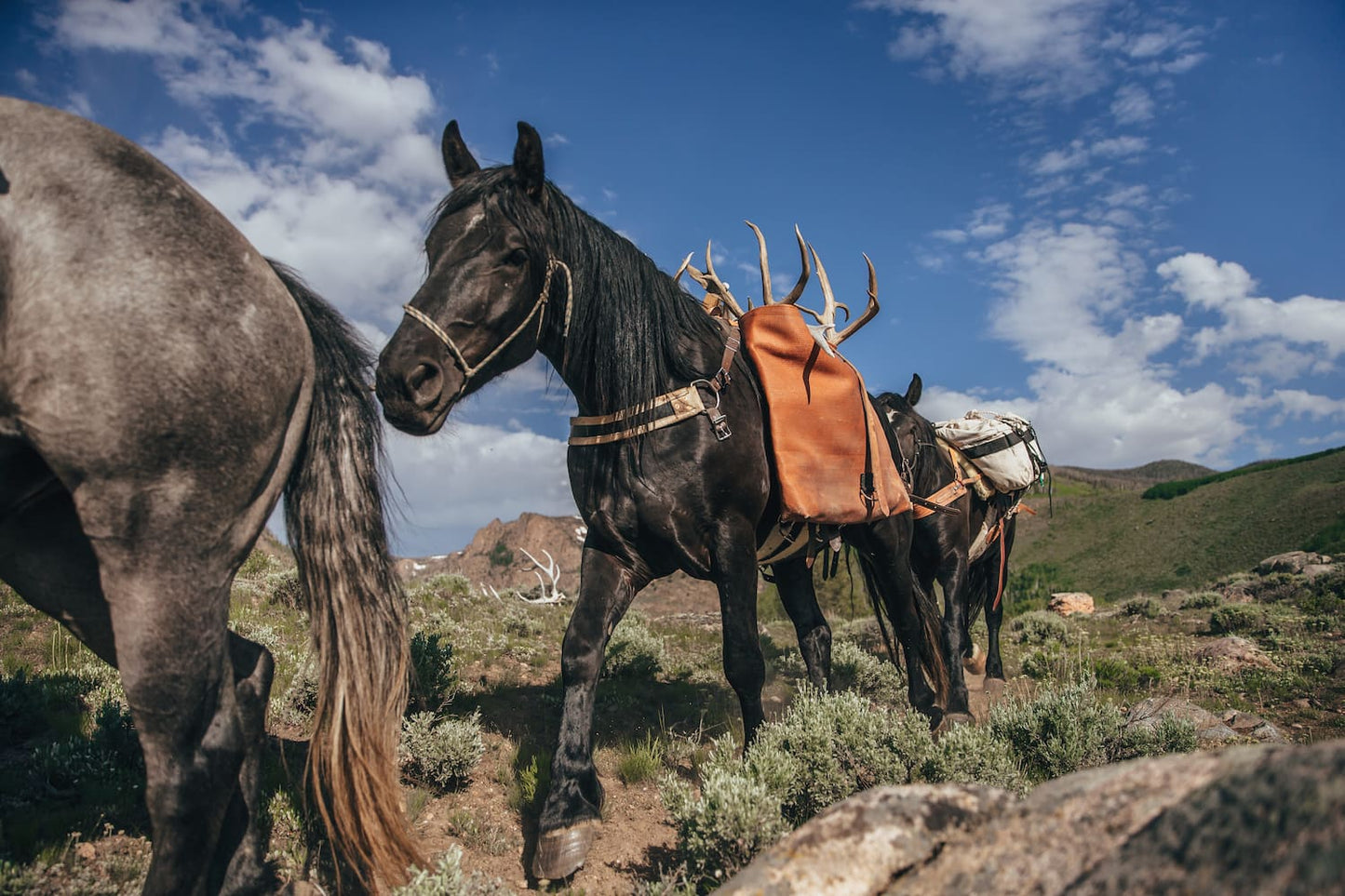 Closeup of black horses with pack saddles and panniers on their backs