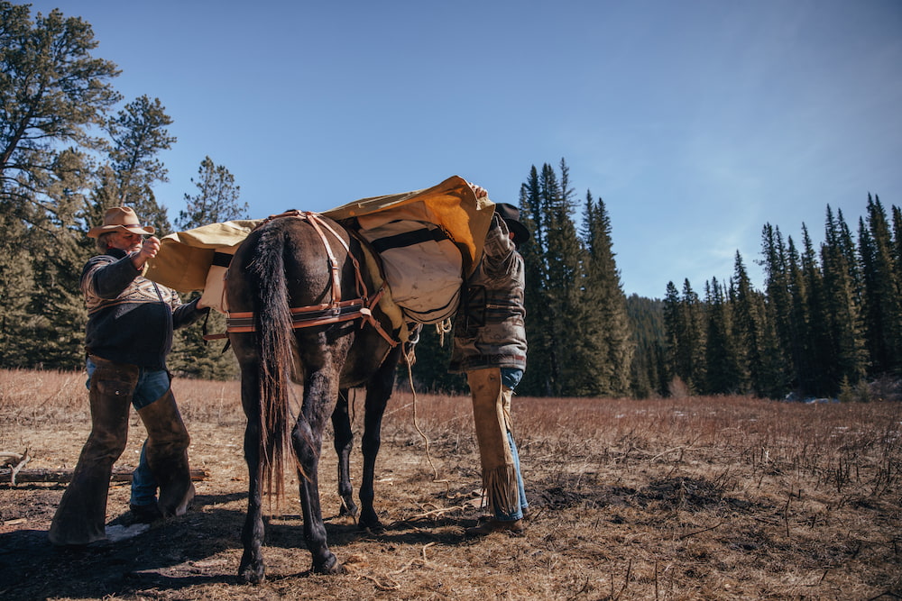 Two people putting a pack saddle and panniers on a mule  in a forested area