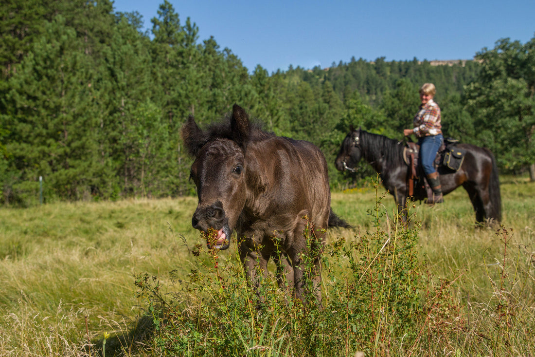 Finding Lost Horses and Mules in the Backcountry