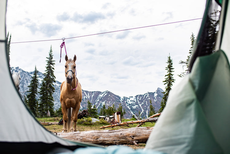 Hobbles & Highlines