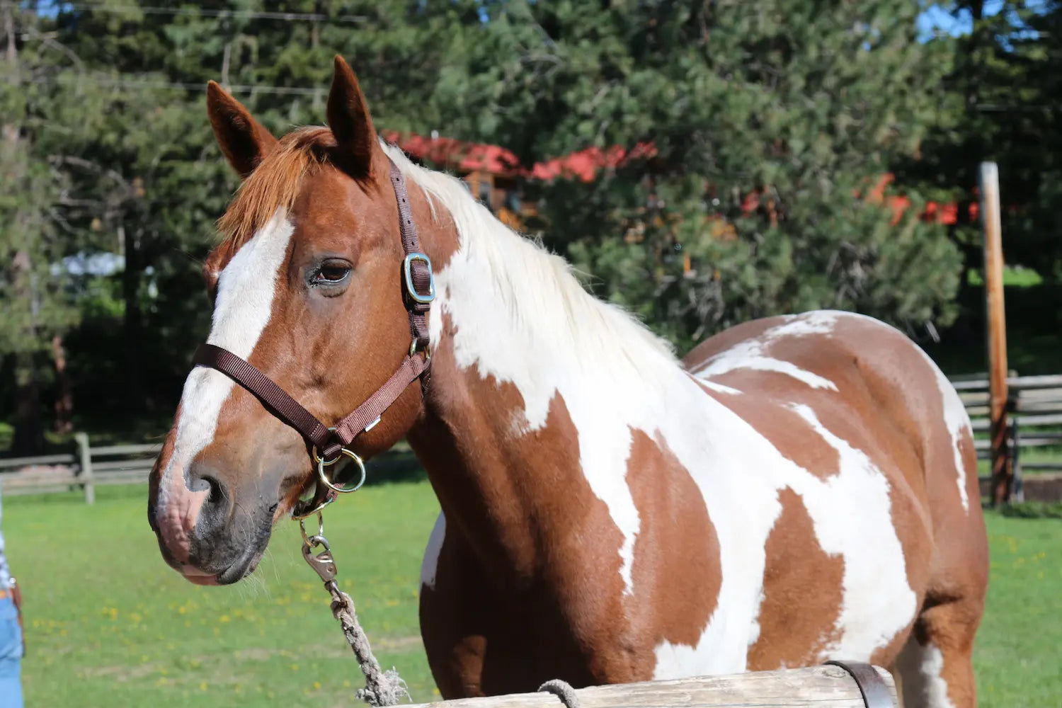 Paint horse with brown packers halter