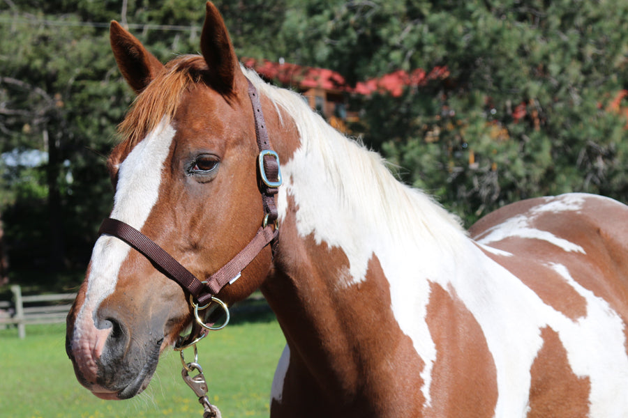 Halters & Leads