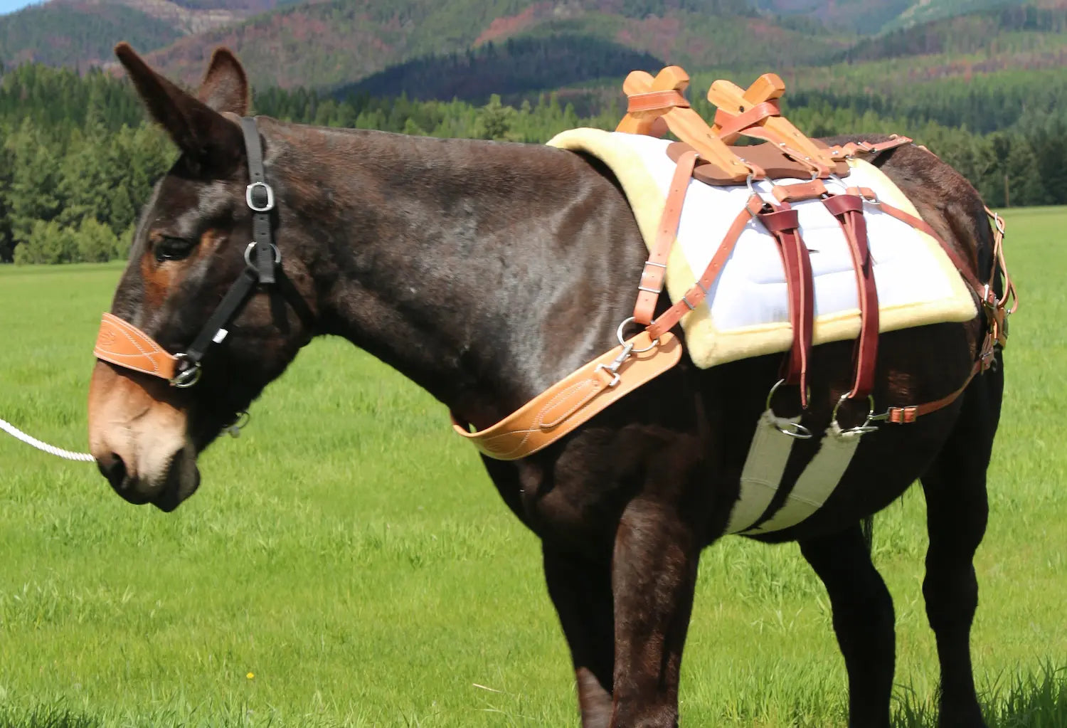 Mule with a TrailMax canvas and fleece pack pad and  Sawbuck pack saddle on its back, standing in a green field