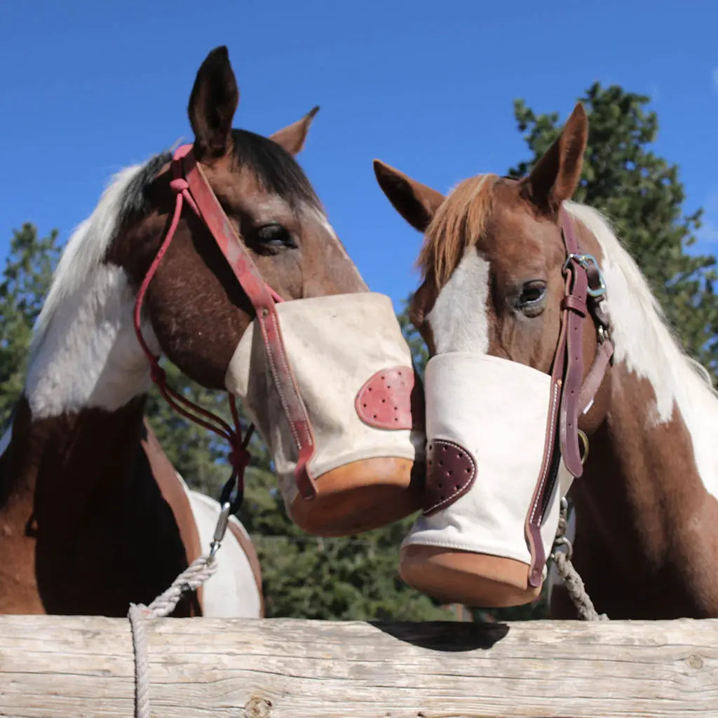 2 horses with canvas feed bags on their heads