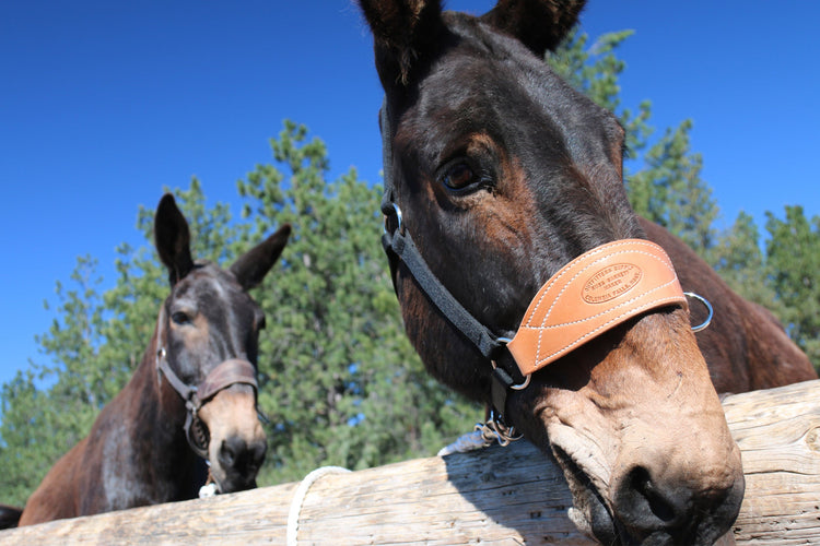Mule Tack