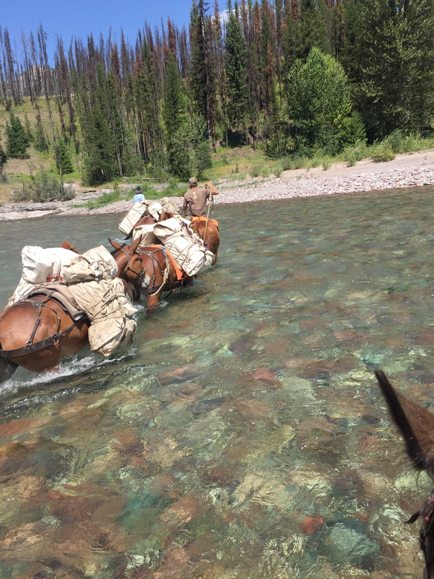 Pack Saddles