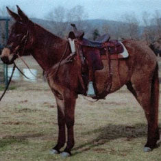 5 Star Wool Felt 32 x 32 Mule Pad (Mule Performer)
