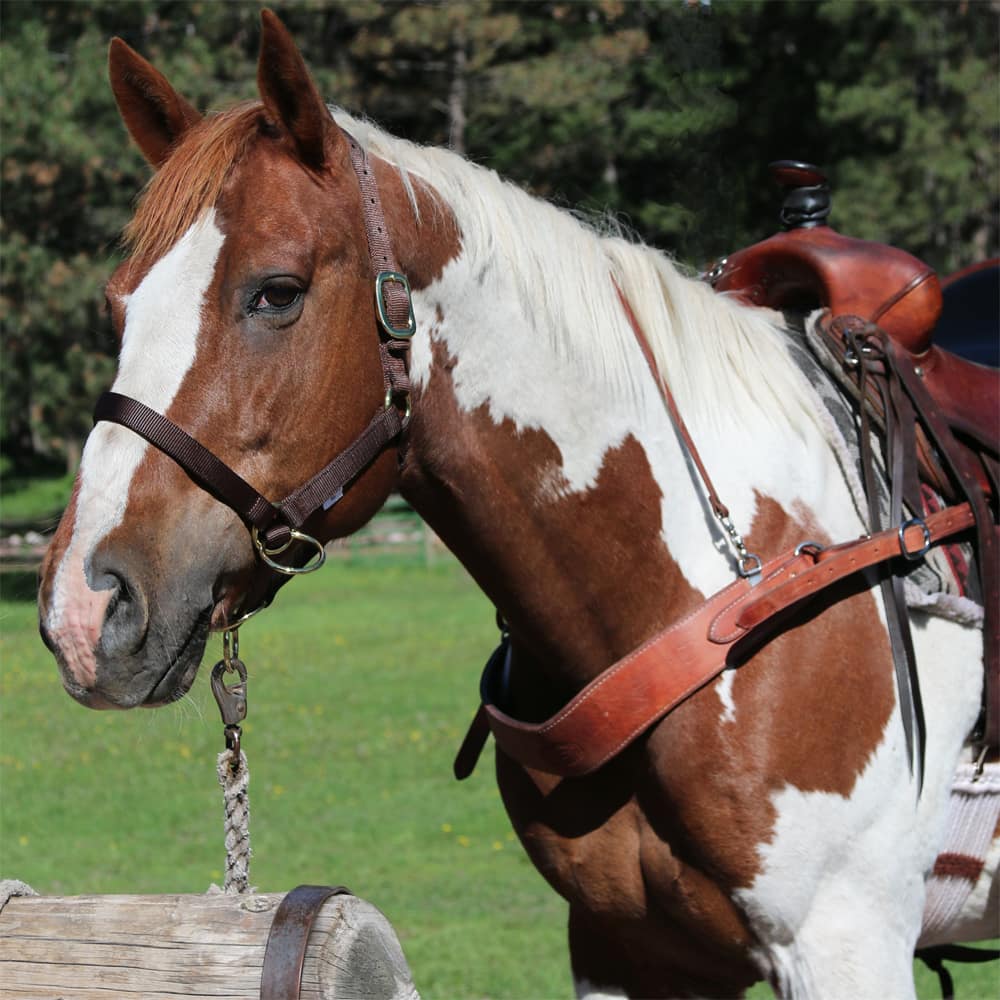 Brown and white horse with a backcountry breast collar in a grassy field