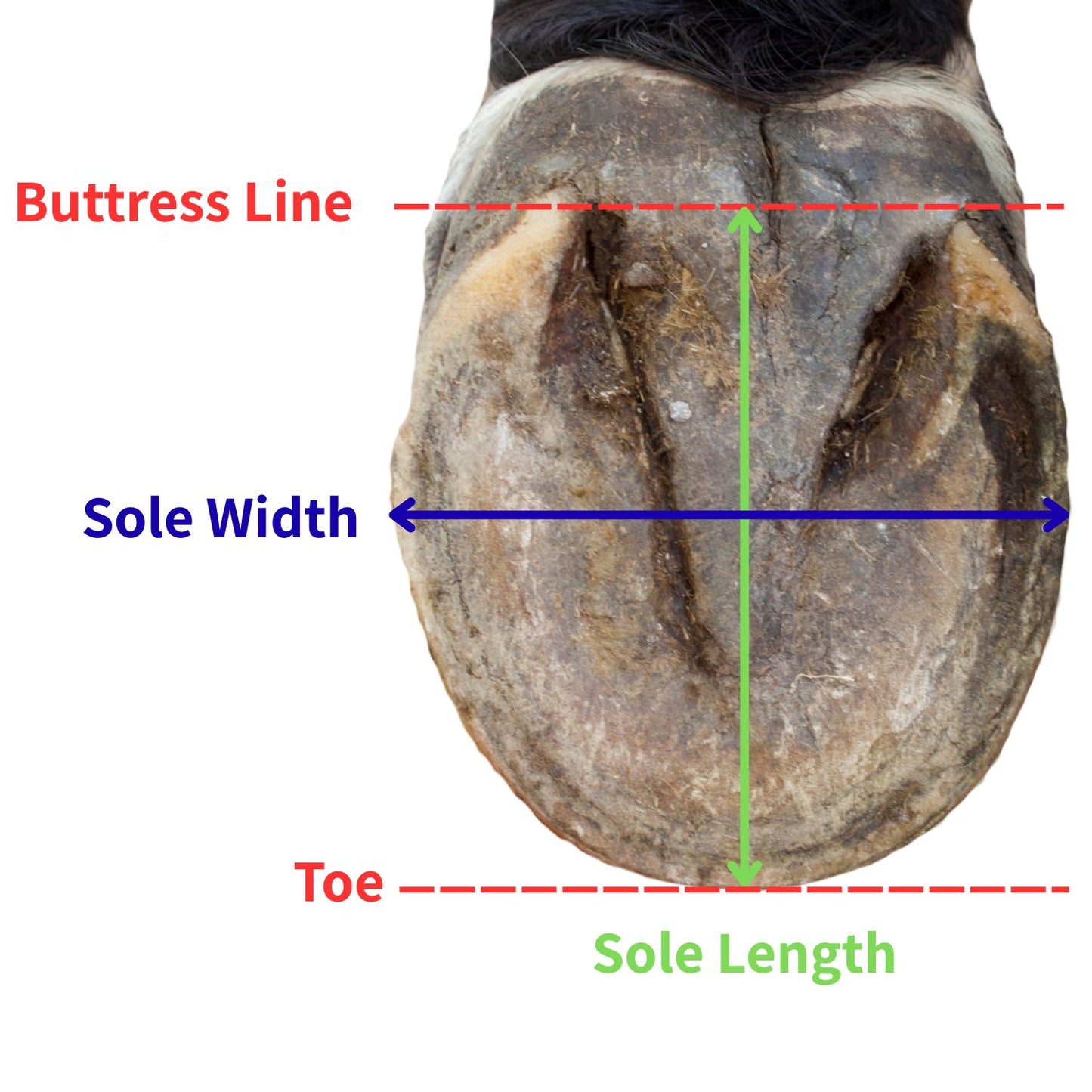 Cavallo Trek Hoof Boot