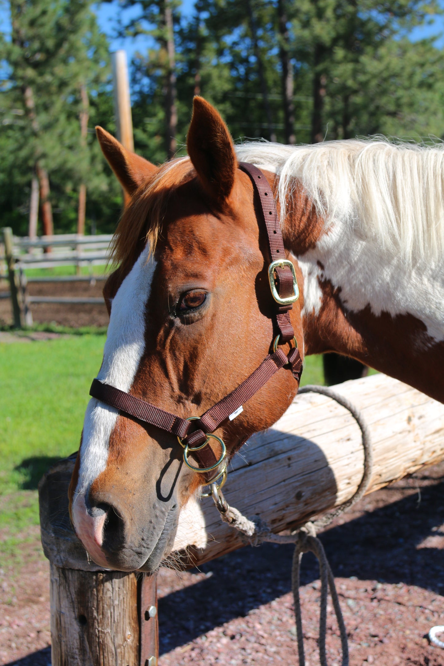 Packer's Halter (Multiple Colors)