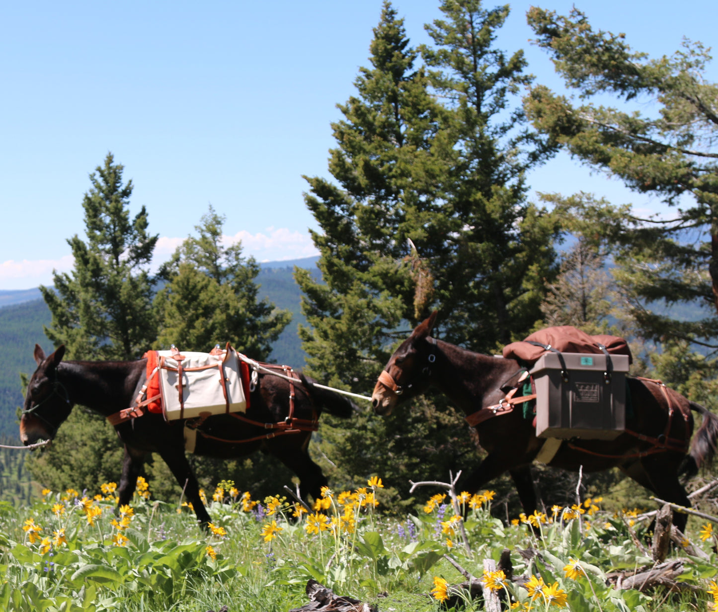 Mule Halter