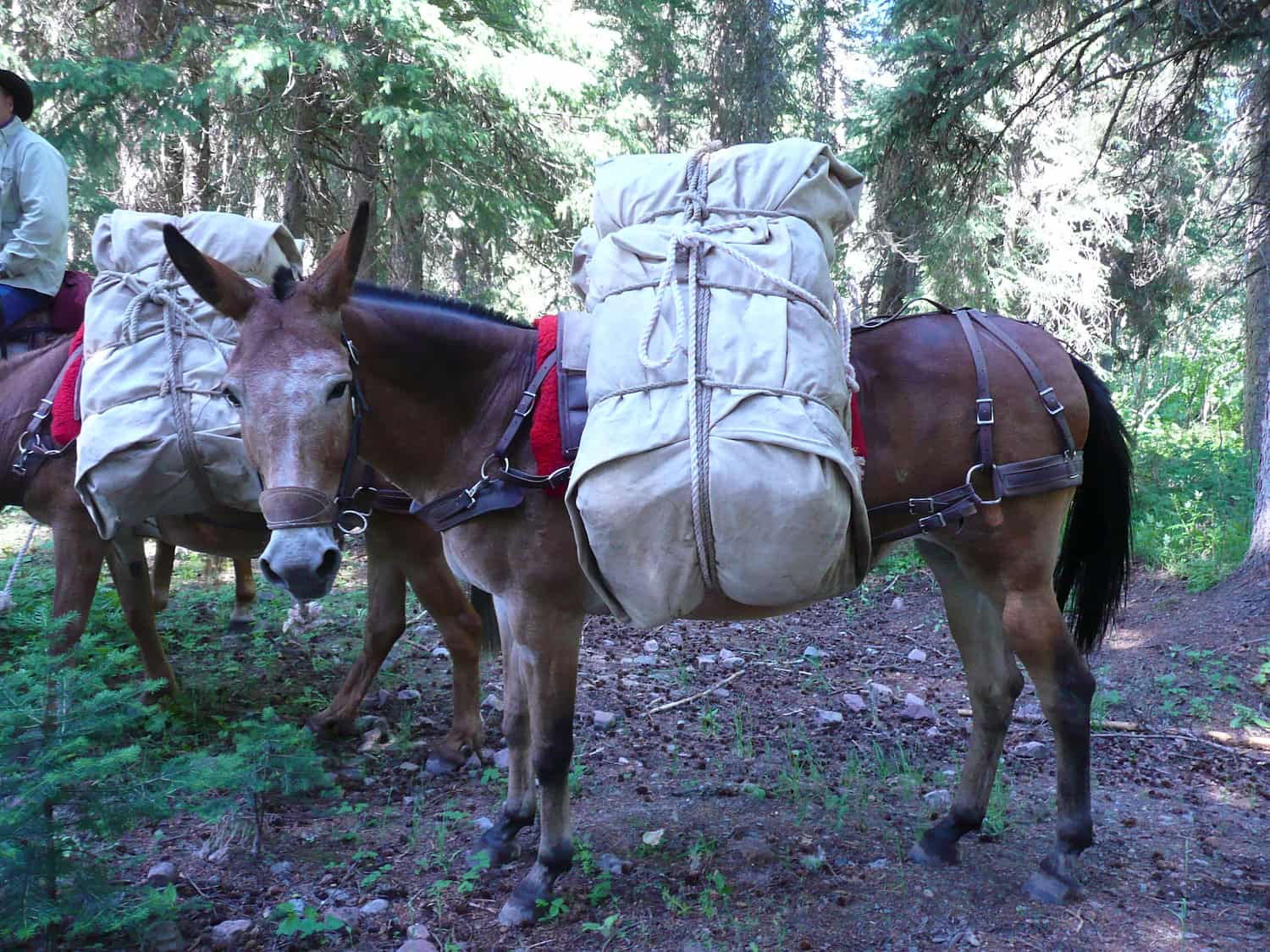 Two mules with packs in a forest setting