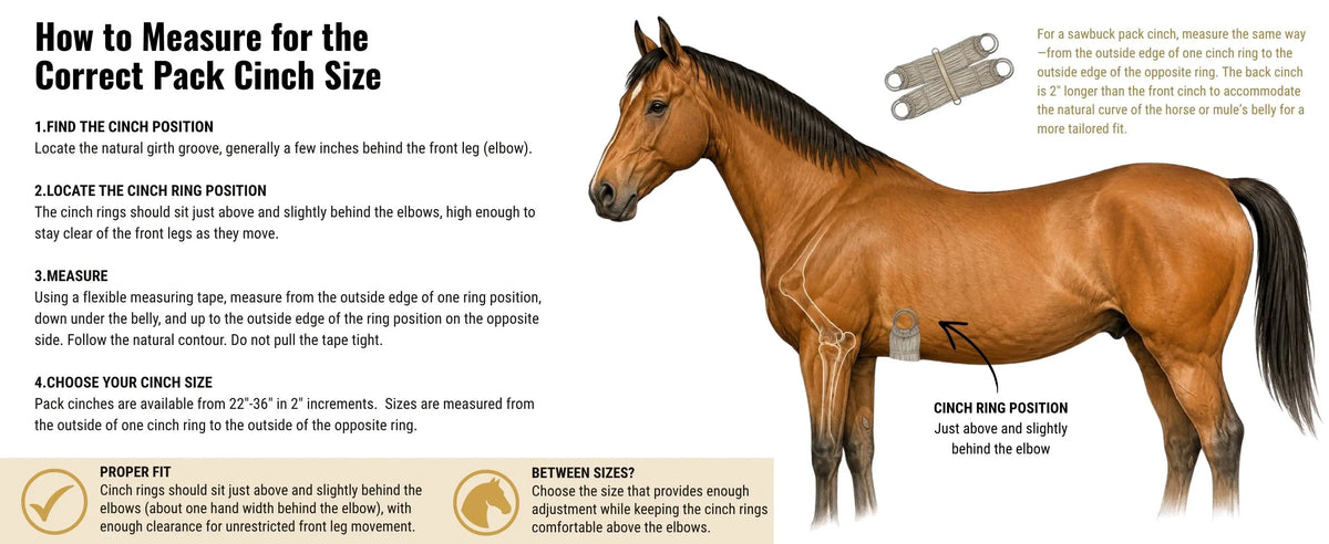 How to measure a horse or mule for the correct pack cinch size, showing proper cinch ring placement above and behind the elbow.