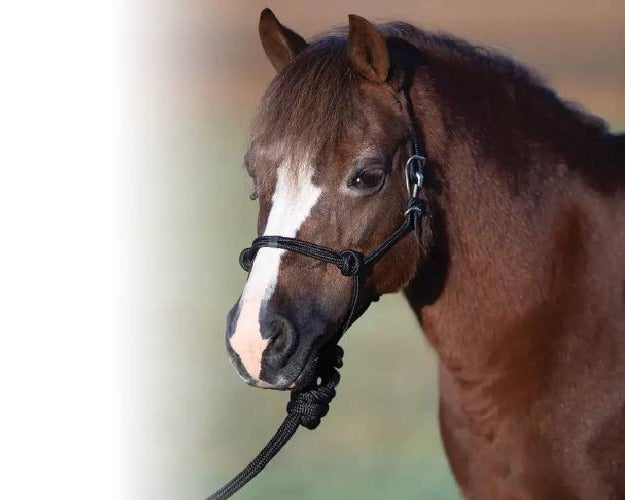 A close-up side profile of a brown pony wearing a black rope halter and lead, set against a softly blurred outdoor background.