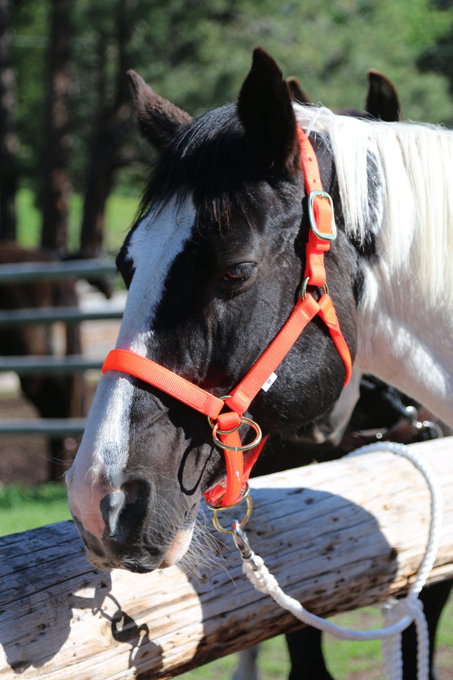 Packer's Halter (Multiple Colors)