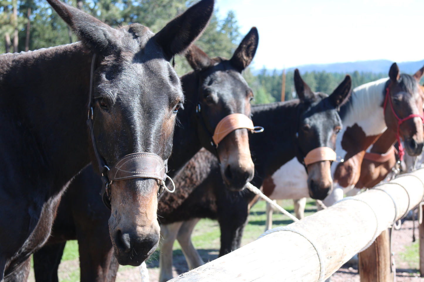 Mule Halter