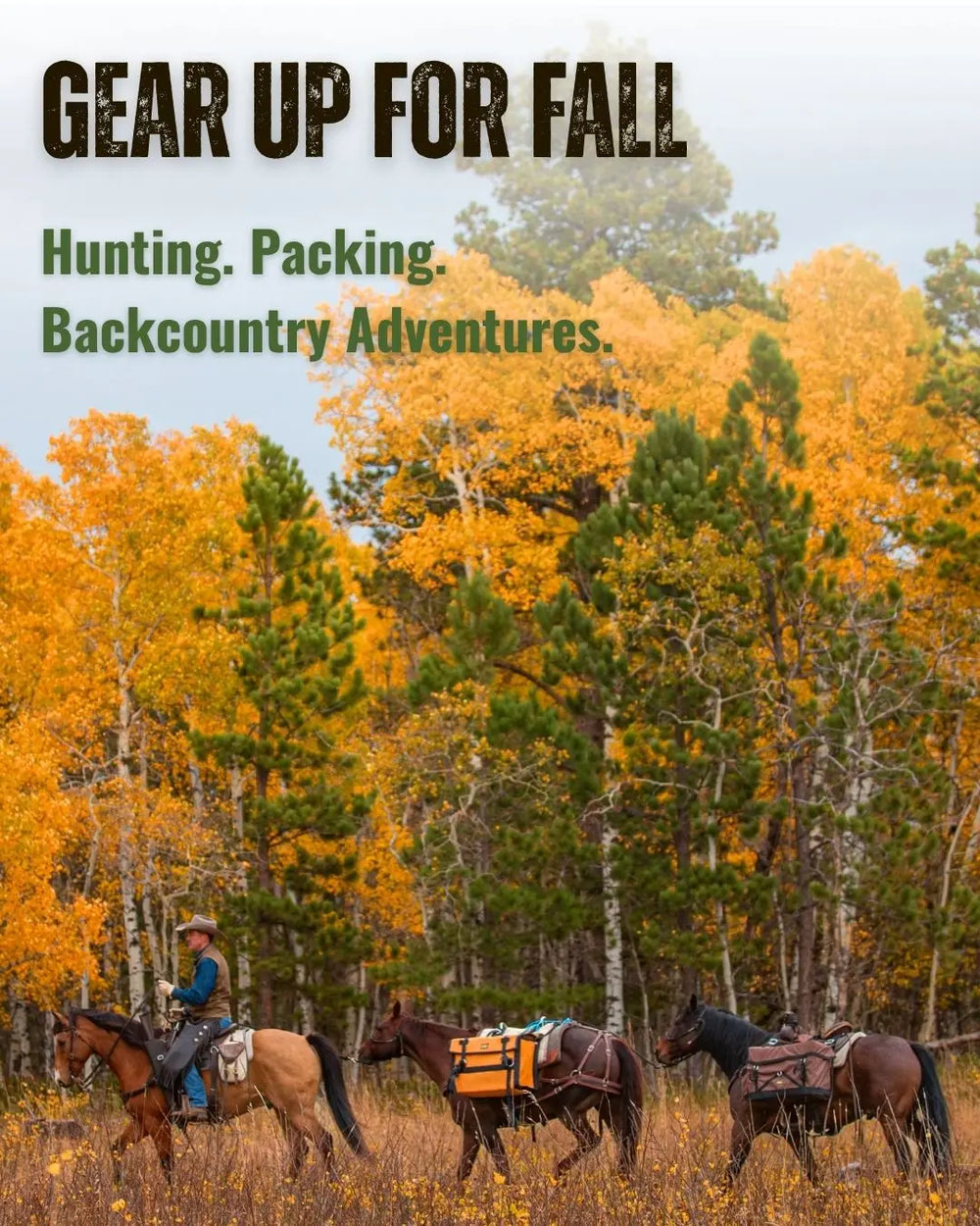 Fall backcountry scene with a rider and two pack horses carrying panniers through a golden aspen forest.