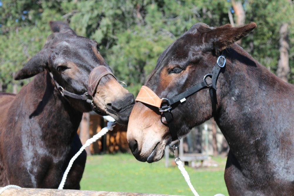 Mule Halter