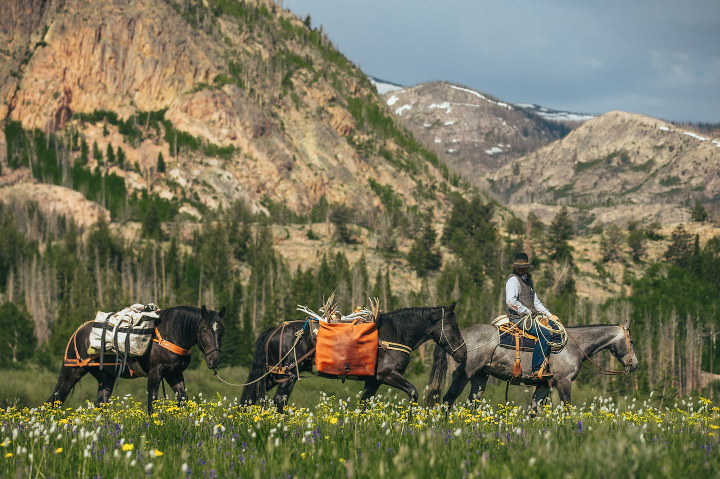 Man on a gray horse leading two black horses with packs through a field of wildflowers