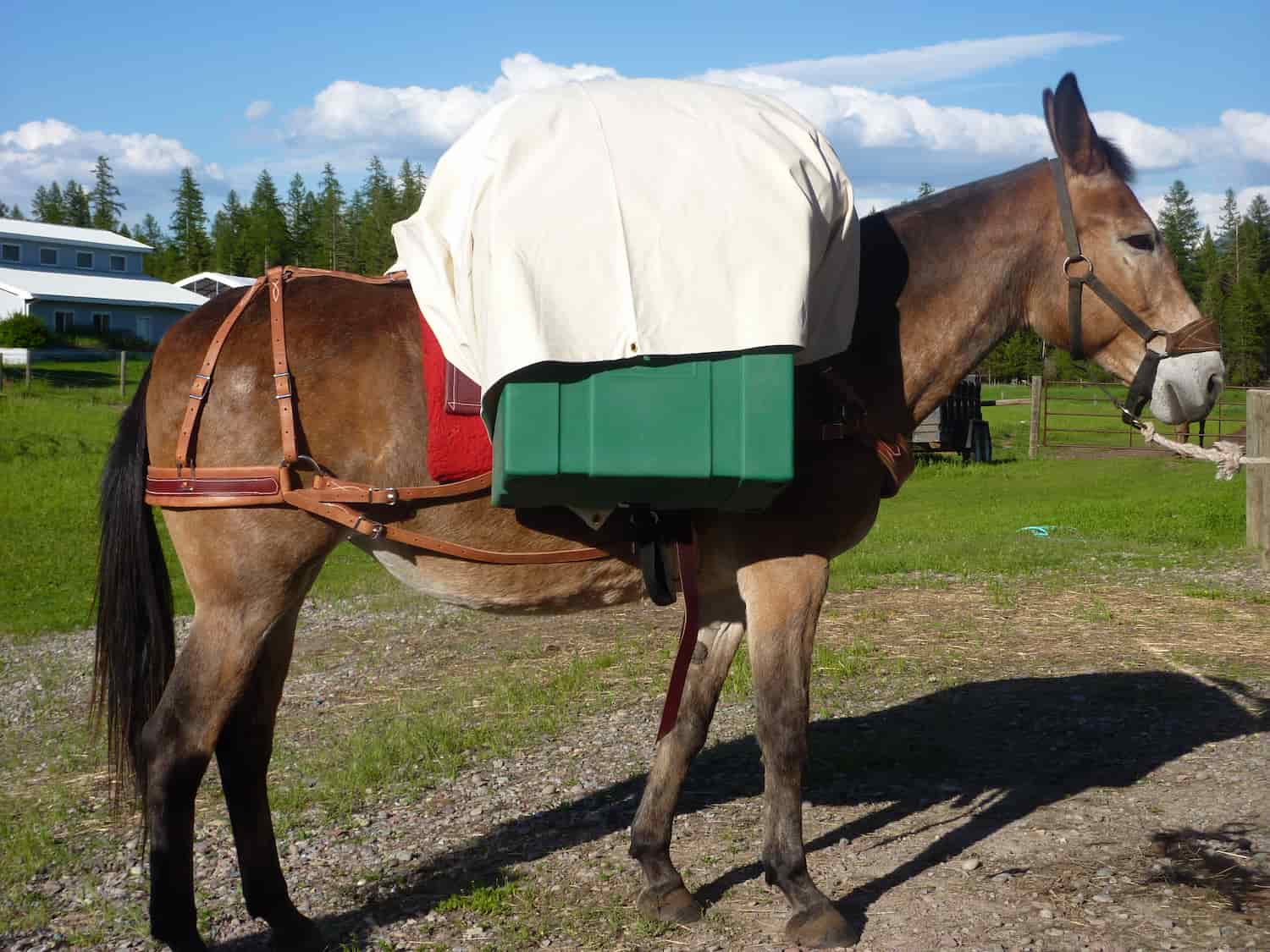Mule with  canvas pack tarp covering green pack panniers on a grassy field.