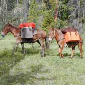 Panniers horse packing